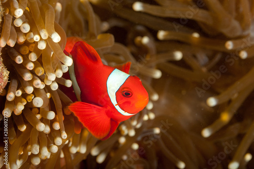 Maroon clownfish, Premnas biaculeatus, commonly known as spine-cheeked anemonefish photo