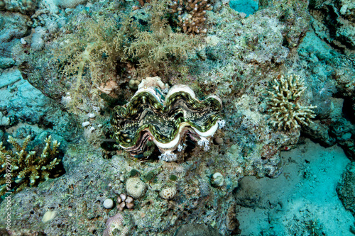 Tridacnidae  common name  the giant clams