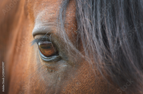Close up of an amber colored horse eye with long lashes of brown stallion