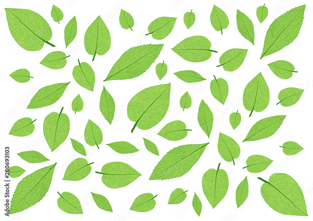 Skeletal  Leaves lined design on white background