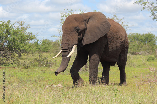 Afrikanischer Elefant   African elephant   Loxodonta africana