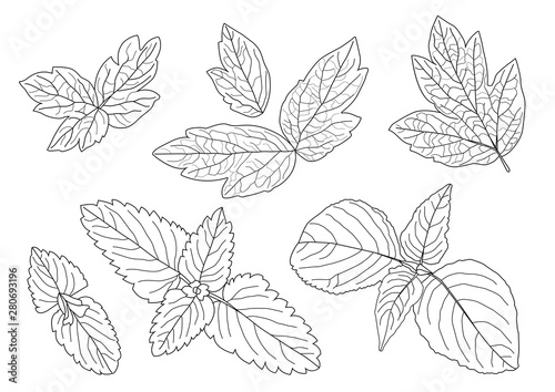 Leaves line single leaf and leaf pattern black Bring to color decorate on white background illustration vector