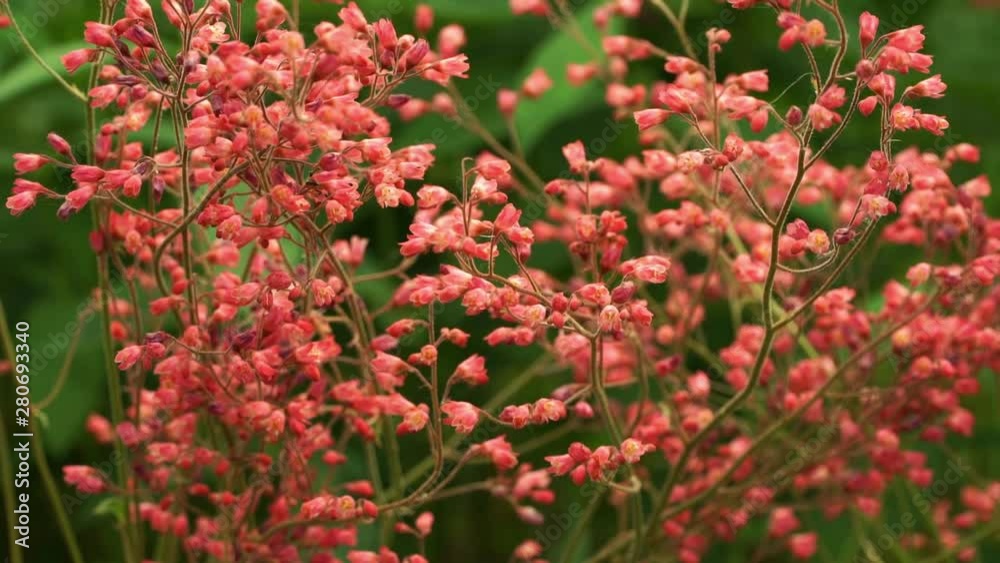 Lots of small pink flowers plants on summer meadow. Nature. Wind waves thin stems of wildflowers. Heuchera Lots of small pink flowers plants on summer meadow. Nature. Wind waves thin stems of wildflowers. Heuchera