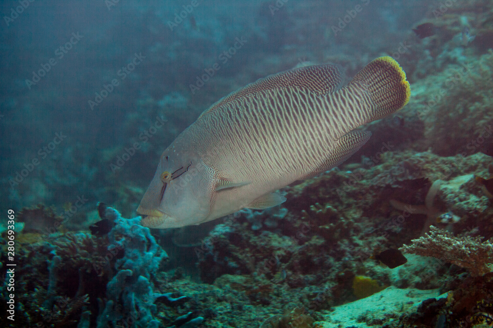 Fototapeta premium The humphead wrasse (Cheilinus undulatus) Napoleon fish, Napoleonfish