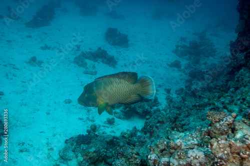 The humphead wrasse  Cheilinus undulatus  Napoleon fish  Napoleonfish