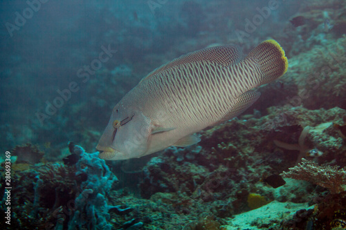 The humphead wrasse (Cheilinus undulatus) Napoleon fish, Napoleonfish