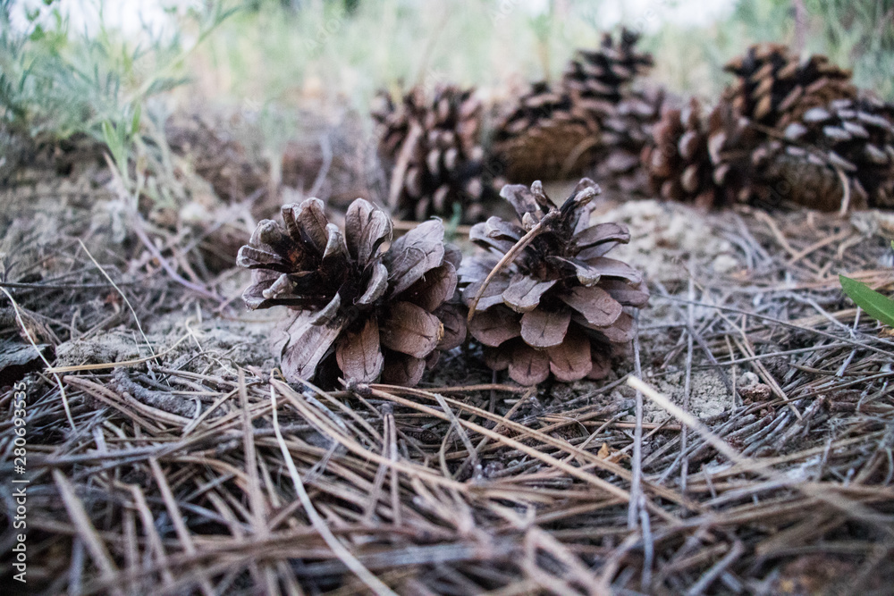 Green pine cone on spilled pine leaves Green pine cone on spilled pine leaves