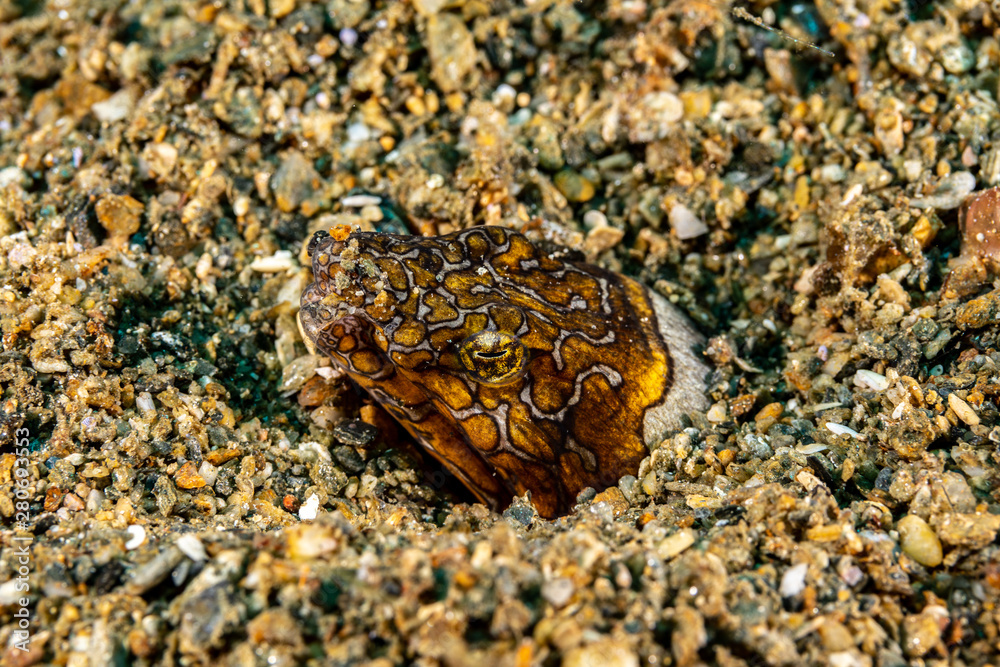 Napoleon snake eel, Ophichthus bonaparti, also known as the Napoleon eel, the Purplebanded snake eel, or the Saddled snake-eel is an eel in the family Ophichthidae Napoleon snake eel, Ophichthus bonaparti, also known as the Napoleon eel, the Purplebanded snake eel, or the Saddled snake-eel is an eel in the family Ophichthidae