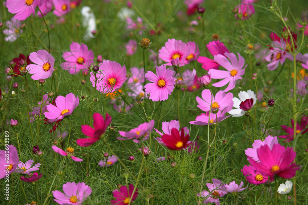 Cosmos flowers blooming in the garden Cosmos flowers blooming in the garden