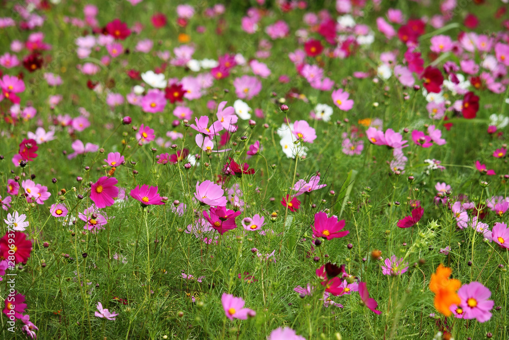 Cosmos flower with blurred background Cosmos flower with blurred background