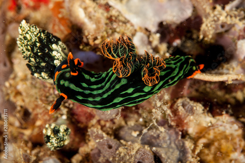 Nembrotha seaslug