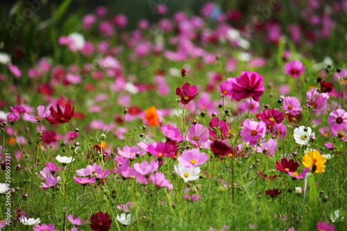 Cosmos flower with blurred background