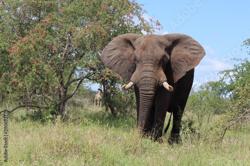 Afrikanischer Elefant   African elephant   Loxodonta africana