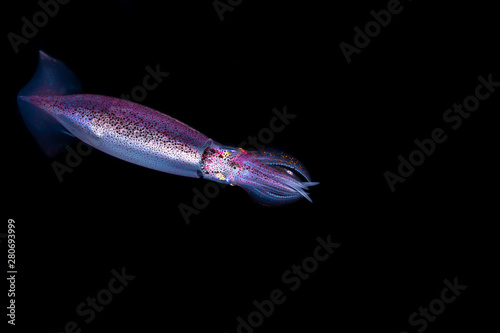 Neon flying squid, sometimes called the red flying squid, akaika, and red squid, Ommastrephes bartramii