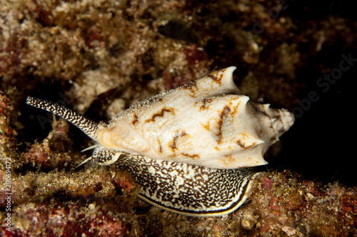 Cymbiola vespertilio sea snails
