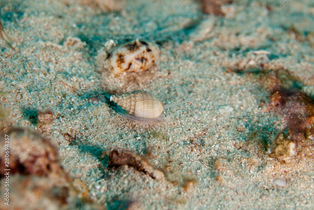 Muricoidea Buccinidae sea snails Muricoidea Buccinidae sea snails