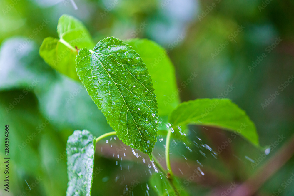 Water drops, streams and splashes during rain against the background of green elm foliage. Rainy weather in the forecast. Sleep and relax with the rainy mood. Water drops, streams and splashes during rain against the background of green elm foliage. Rainy weather in the forecast. Sleep and relax with the rainy mood.