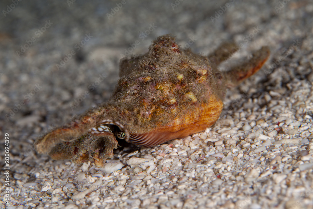Lambis lambis sea snails