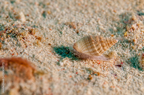 Muricoidea Buccinidae sea snails