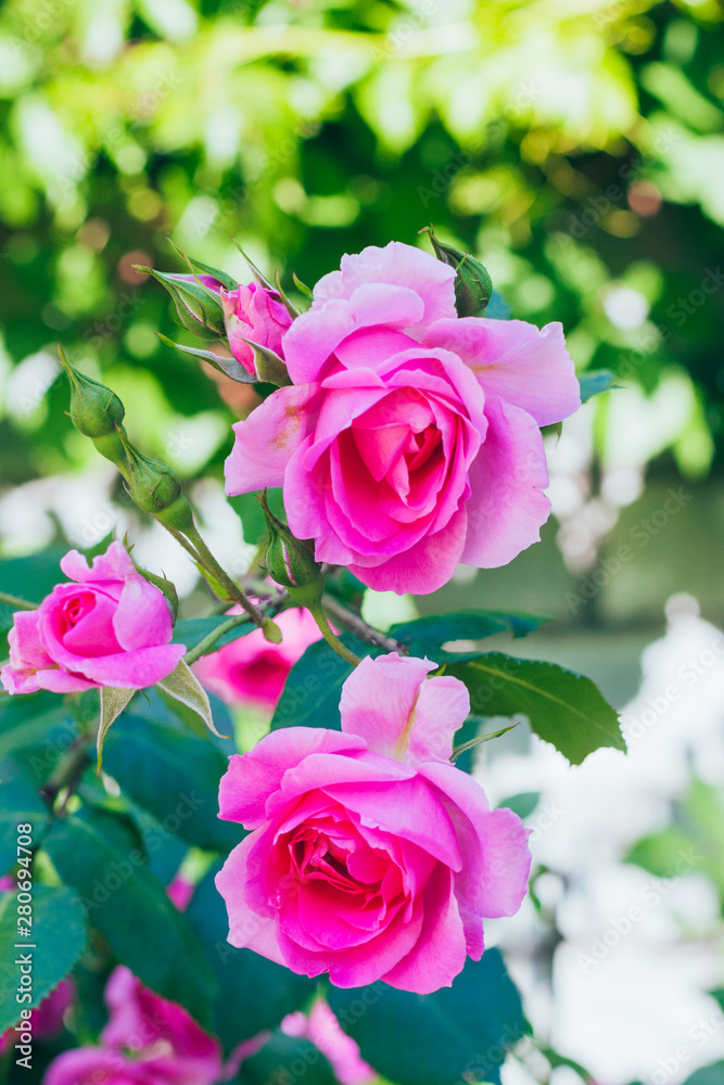 Spring outdoor blooming full bloom rose closeup，Rosa cultivars Floribunda