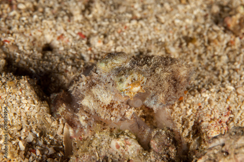 The octopus, eight-armed mollusc of the order Octopoda © GeraldRobertFischer