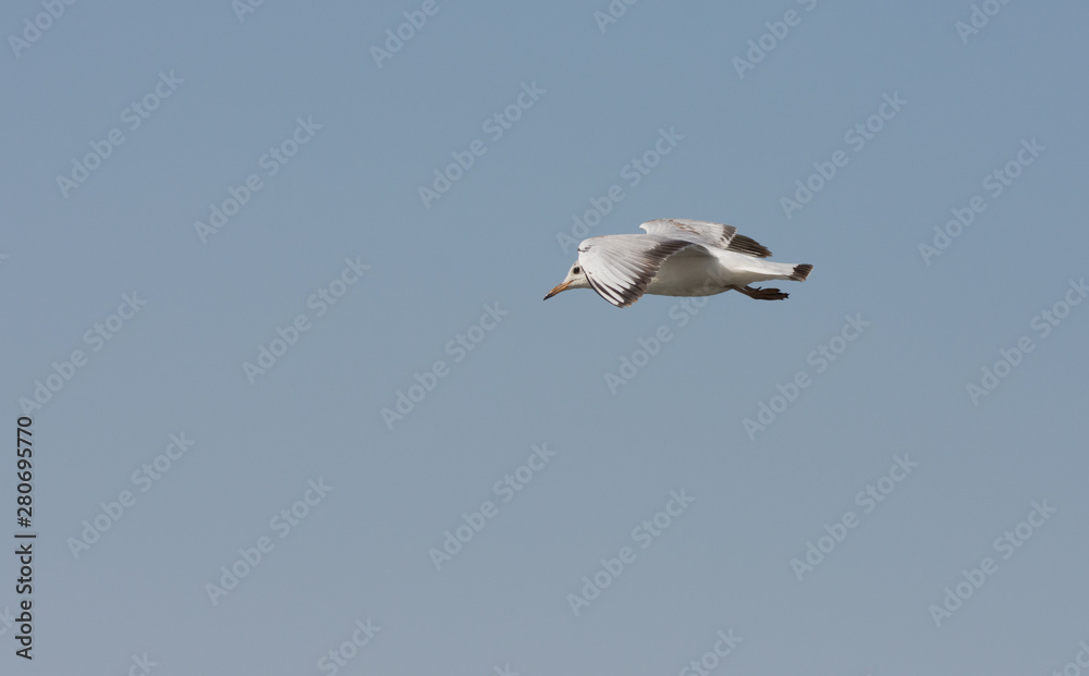 Sea Gull flying through the sky