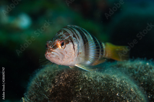 Obraz na płótnie The painted comber, Serranus scriba