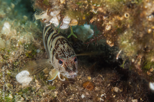 Plakat The painted comber, Serranus scriba
