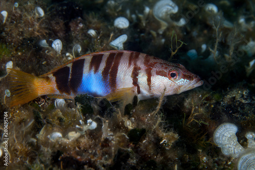 Obraz na płótnie The painted comber, Serranus scriba