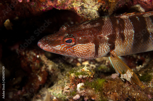 Obraz na płótnie The painted comber, Serranus scriba