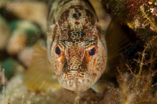 Obraz na płótnie The painted comber, Serranus scriba