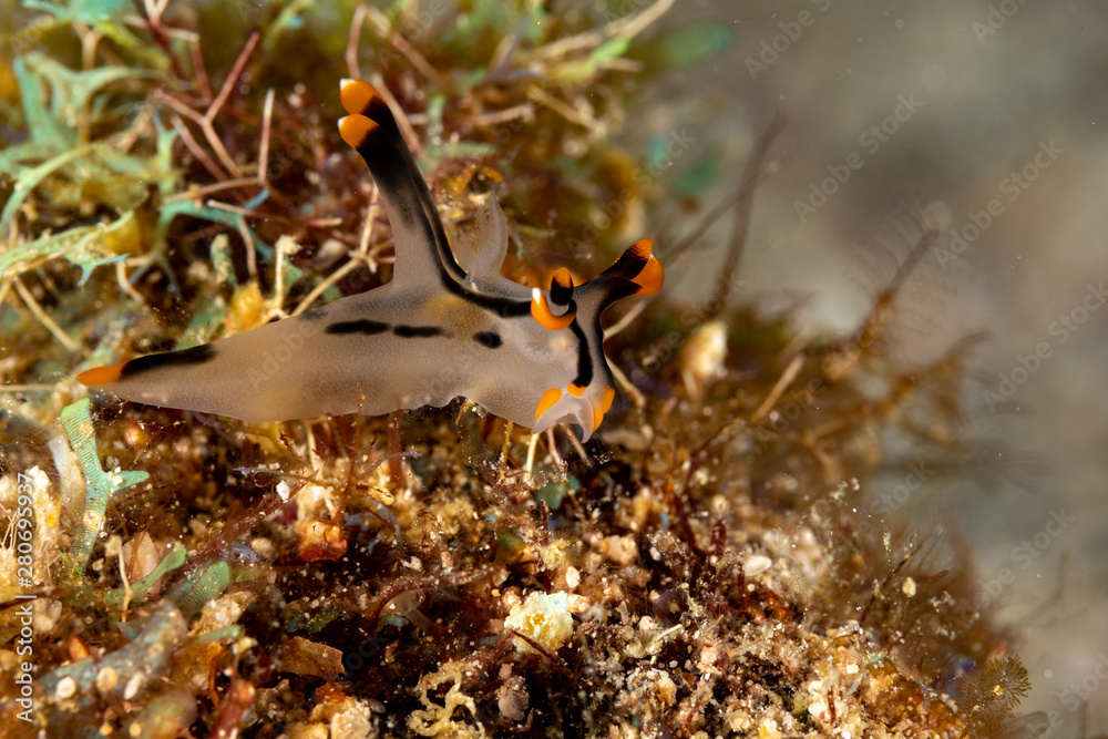 Painted Thecacera Thecacera Picta Is A Species Of Sea Slug A Painted Thecacera Thecacera Picta Is A Species Of Sea Slug A