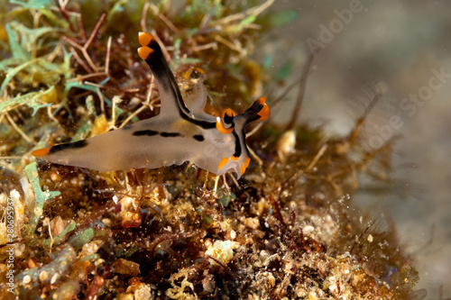 Painted Thecacera, Thecacera picta is a species of sea slug, a nudibranch, a shell-less marine gastropod mollusk in the family Polyceridae photo