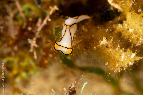 Pale Headshield Slug, Chelidonura pallida is a species of sea slug, or 