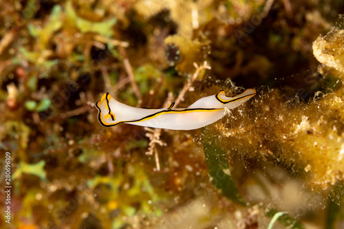 Pale Headshield Slug, Chelidonura pallida is a species of sea slug, or "headshield slug", a marine opisthobranch gastropod mollusk in the family Aglajidae © GeraldRobertFischer