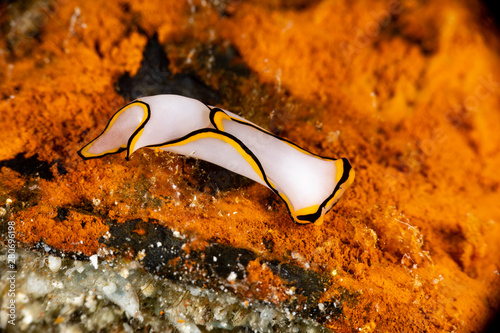 Pale Headshield Slug, Chelidonura pallida is a species of sea slug, or 