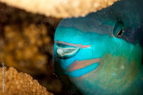 Indian Ocean Steephead Parrotfish, Heavybeak Parrotfish, Purple-headed Parrotfish, Steephead Parrotfish, Chlorurus strongylocephalus, scarus strongylocephalus photo