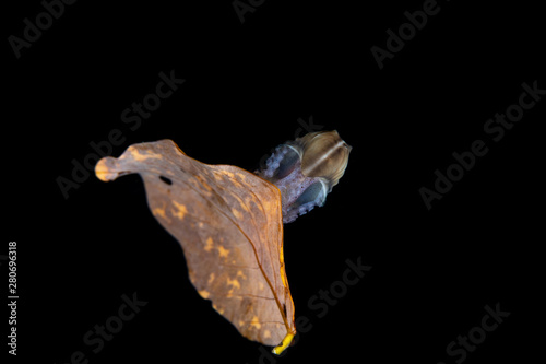 Fototapeta Naklejka Na Ścianę i Meble -  Paper nautilus, sitting on a leaf, Argonauta argo, the argonauts (genus Argonauta, the only extant genus in the family Argonautidae) are a group of pelagic octopuses