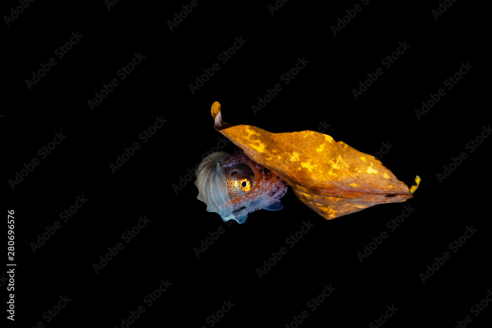 Paper nautilus, sitting on a leaf, Argonauta argo, the argonauts (genus