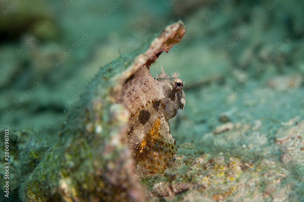 The tompot blenny (Parablennius gattorugine) is a medium-sized blenny The tompot blenny (Parablennius gattorugine) is a medium-sized blenny