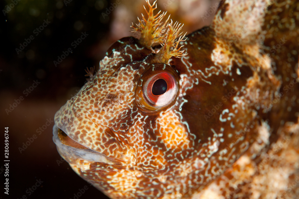 The tompot blenny (Parablennius gattorugine) is a medium-sized blenny The tompot blenny (Parablennius gattorugine) is a medium-sized blenny
