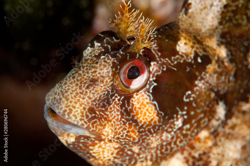 The tompot blenny (Parablennius gattorugine) is a medium-sized blenny photo