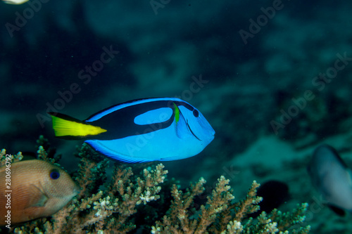 Paracanthurus hepatus is a species of Indo-Pacific surgeonfish