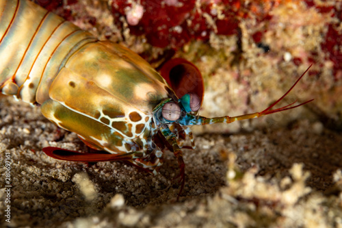 Peacock-, harlequin-, painted- or clown mantis shrimp, Odontodactylus scyllarus