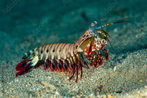 Peacock-, harlequin-, painted- or clown mantis shrimp, Odontodactylus scyllarus Fototapet