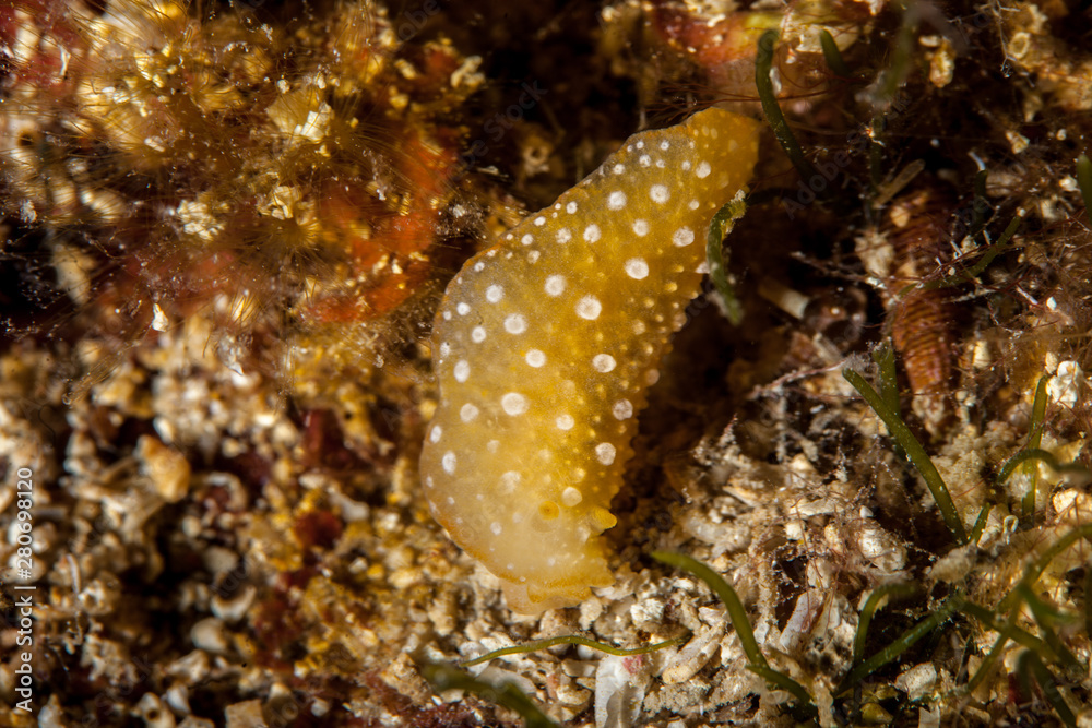 Phyllidia flava Phyllidia flava