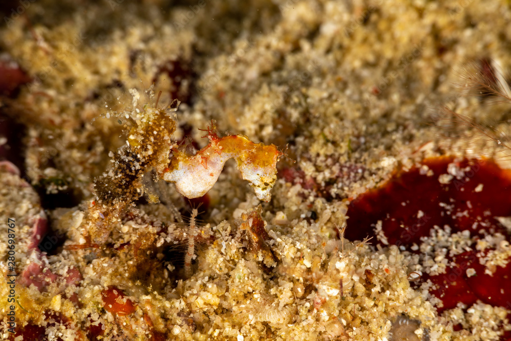 Pontoh's pygmy seahorse or the weedy pygmy seahorse, Hippocampus pontohi, is a seahorse of the family Syngnathidae native to the central Indo-pacific Pontoh's pygmy seahorse or the weedy pygmy seahorse, Hippocampus pontohi, is a seahorse of the family Syngnathidae native to the central Indo-pacific