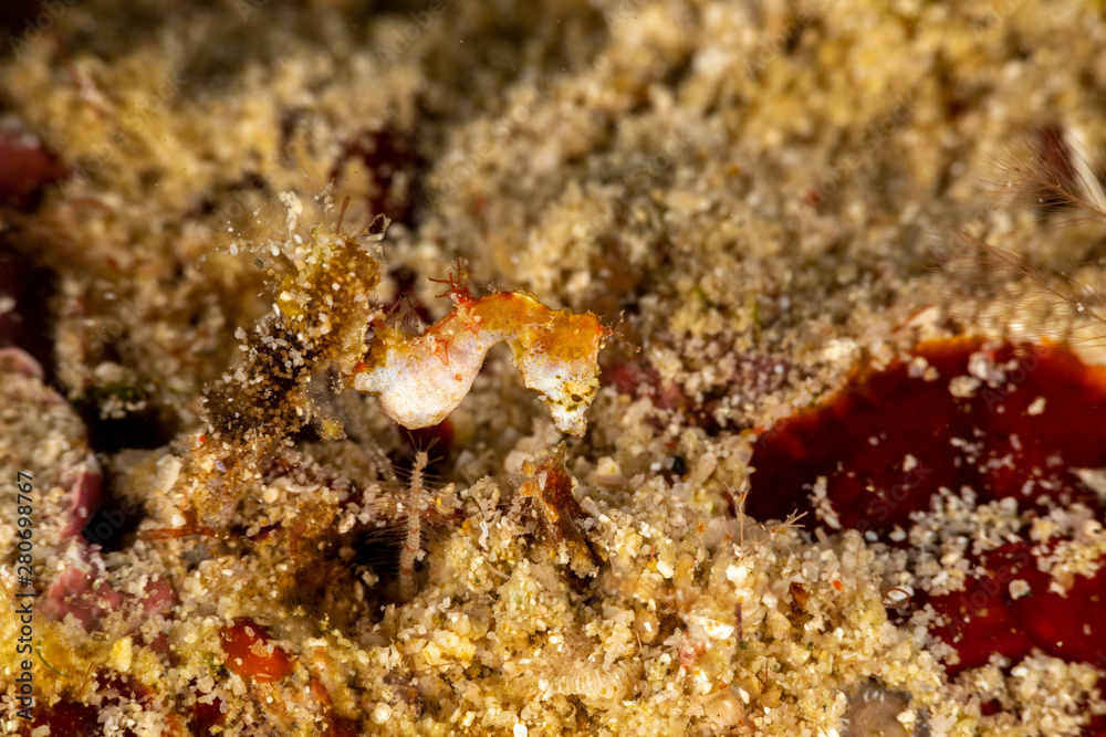 Pontoh's pygmy seahorse or the weedy pygmy seahorse, Hippocampus pontohi, is a seahorse of the family Syngnathidae native to the central Indo-pacific