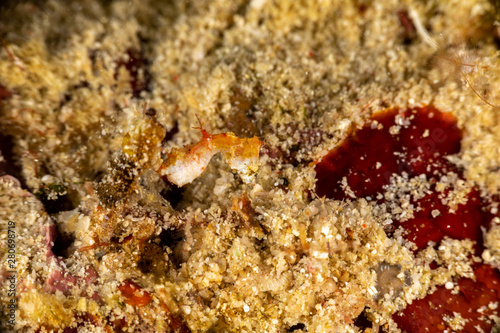 Pontoh's pygmy seahorse or the weedy pygmy seahorse, Hippocampus pontohi, is a seahorse of the family Syngnathidae native to the central Indo-pacific