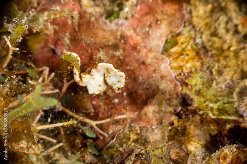 Pontoh's pygmy seahorse or the weedy pygmy seahorse, Hippocampus pontohi, is a seahorse of the family Syngnathidae native to the central Indo-pacific